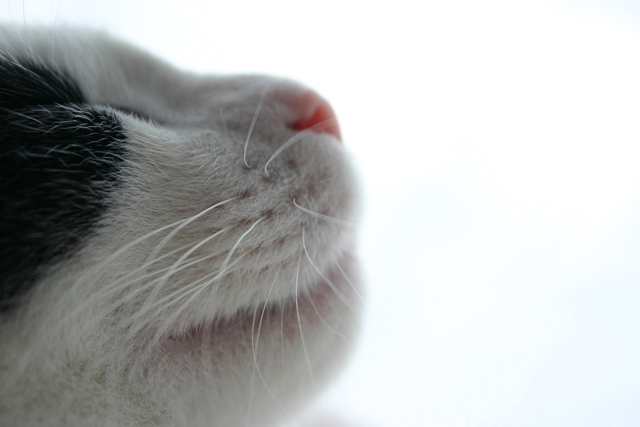 cat whiskers cats's picture page free photo