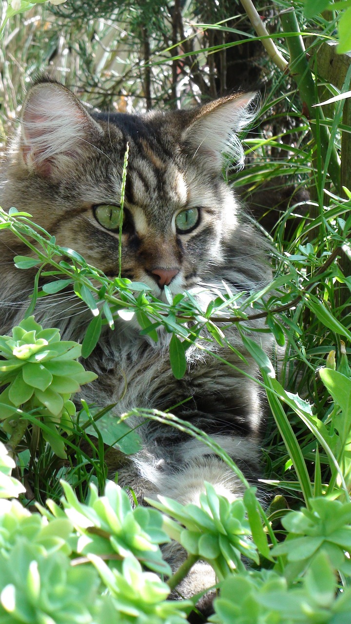 cat coon hand nature free photo