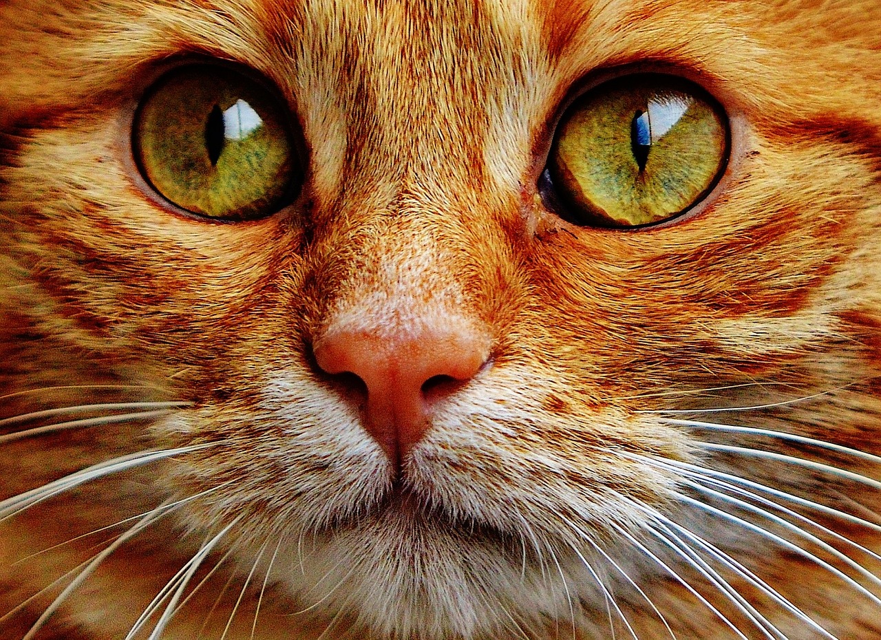 cat red cute free photo