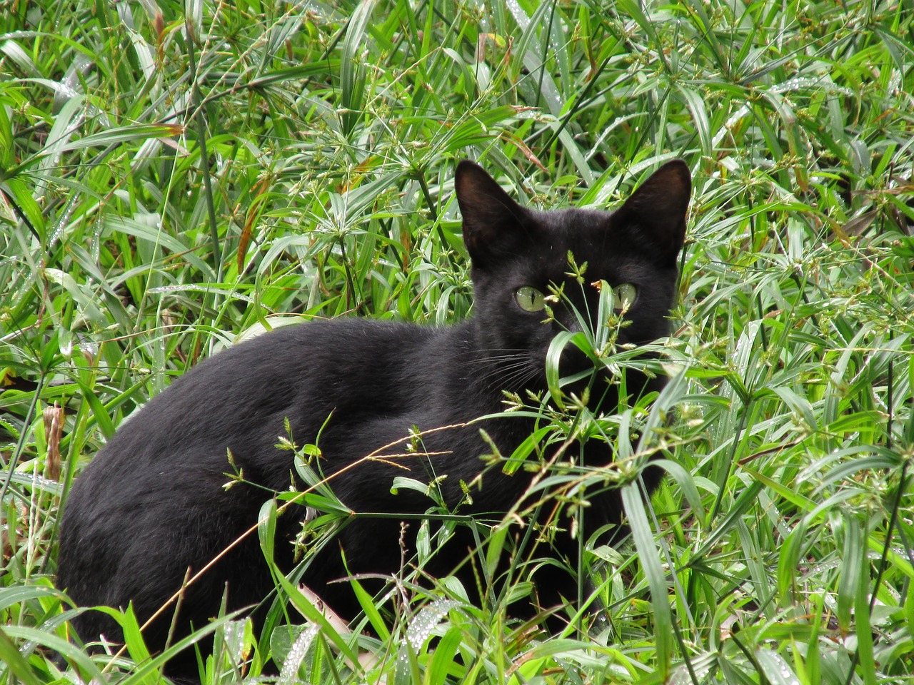 cat black animal free photo