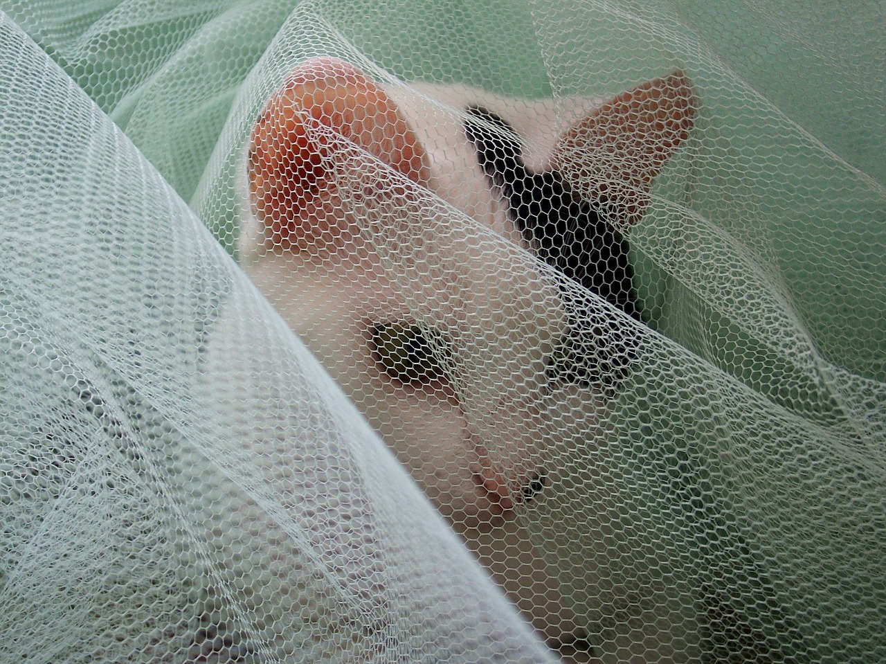 cat veil white free photo