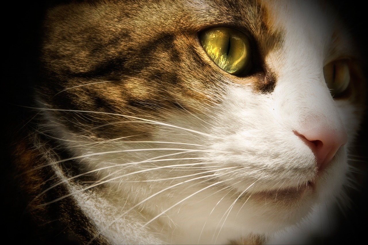 cat pet cat's eyes free photo