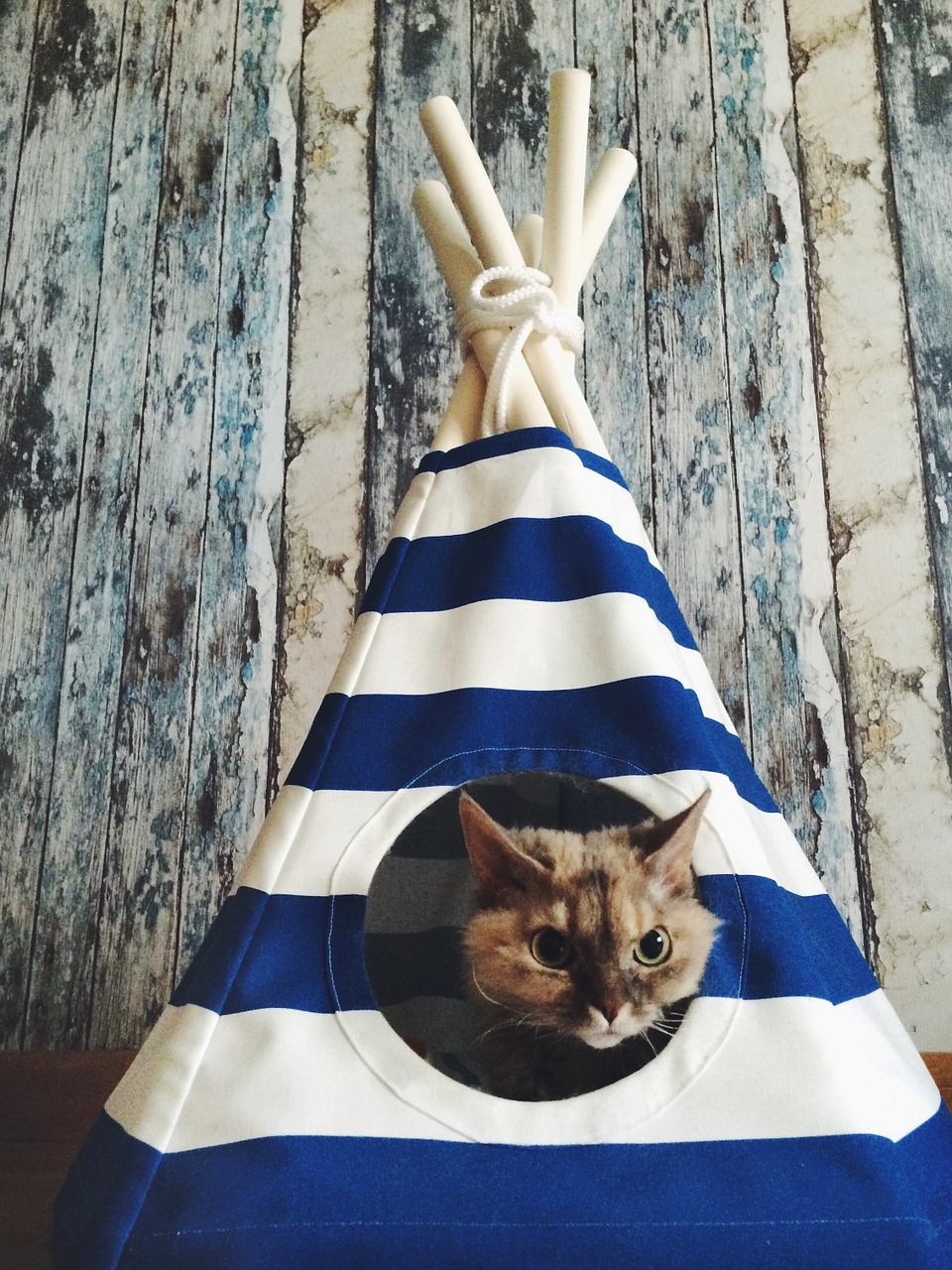 cat wigwam tree free photo