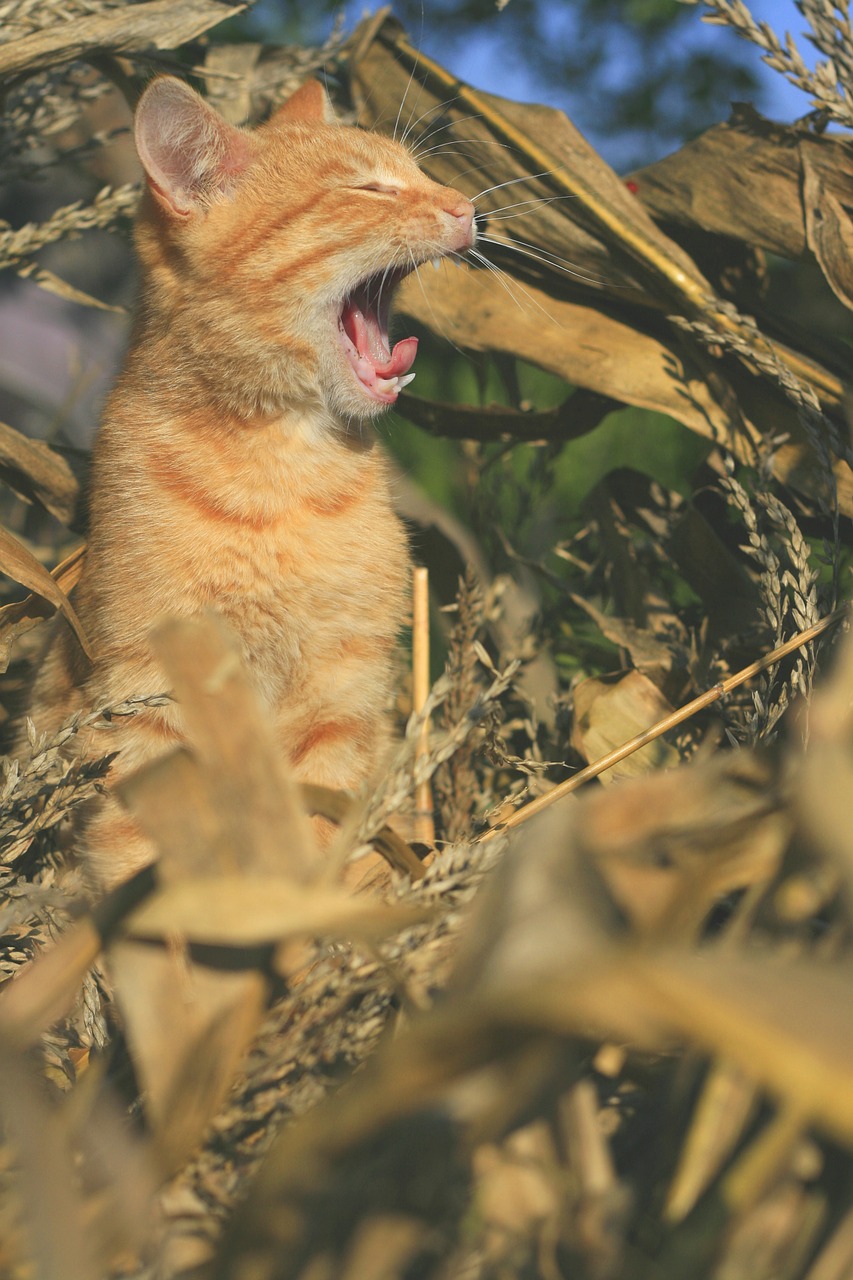 cat autumn leaves free photo