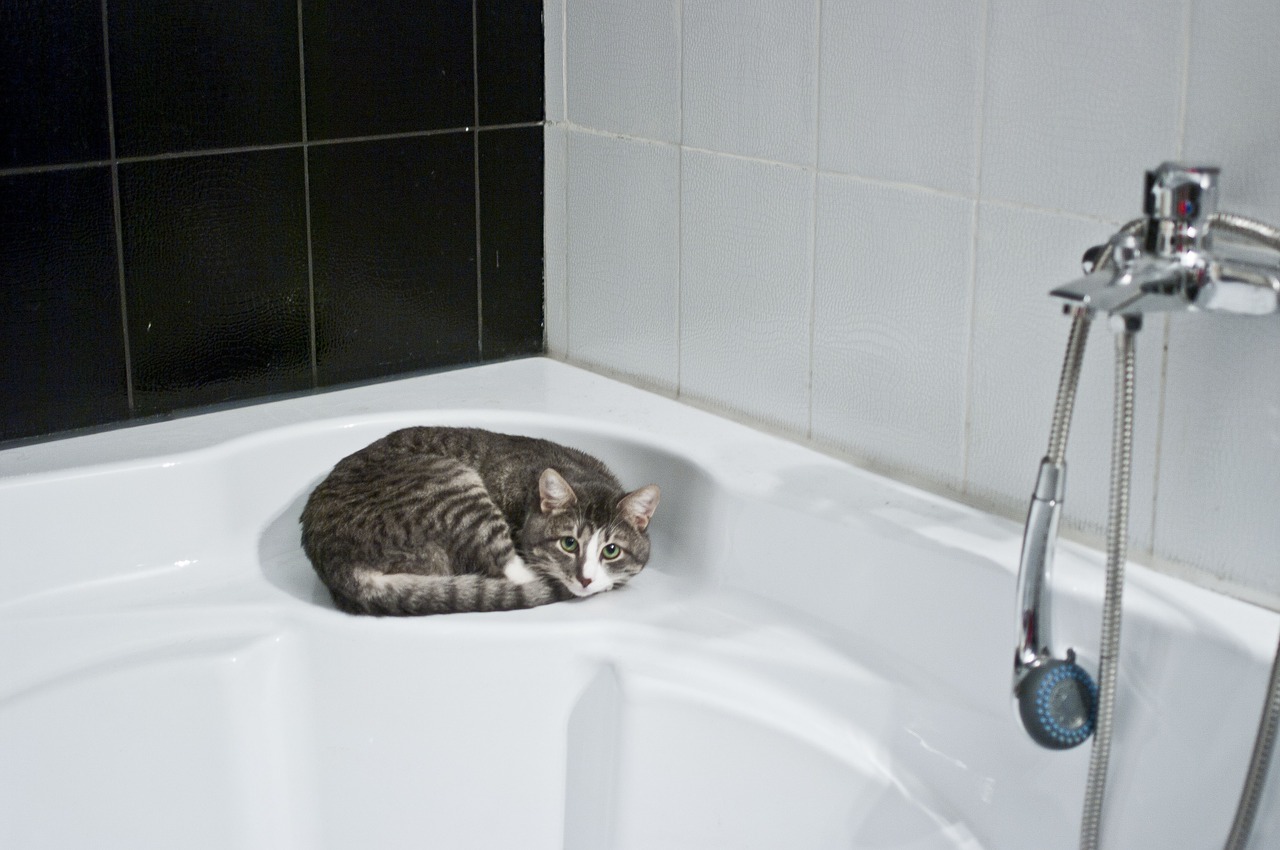 cat bathroom shower head free photo