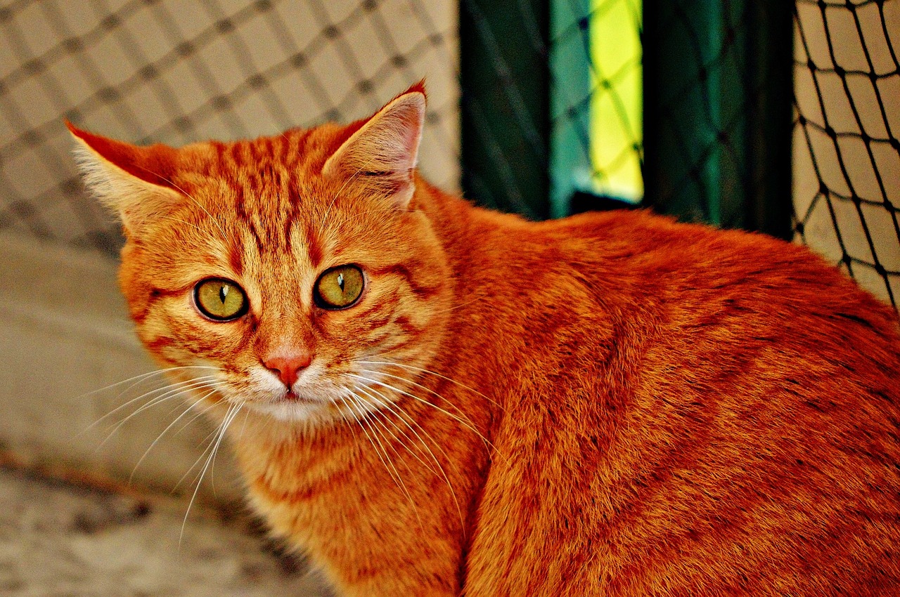 cat red cute free photo