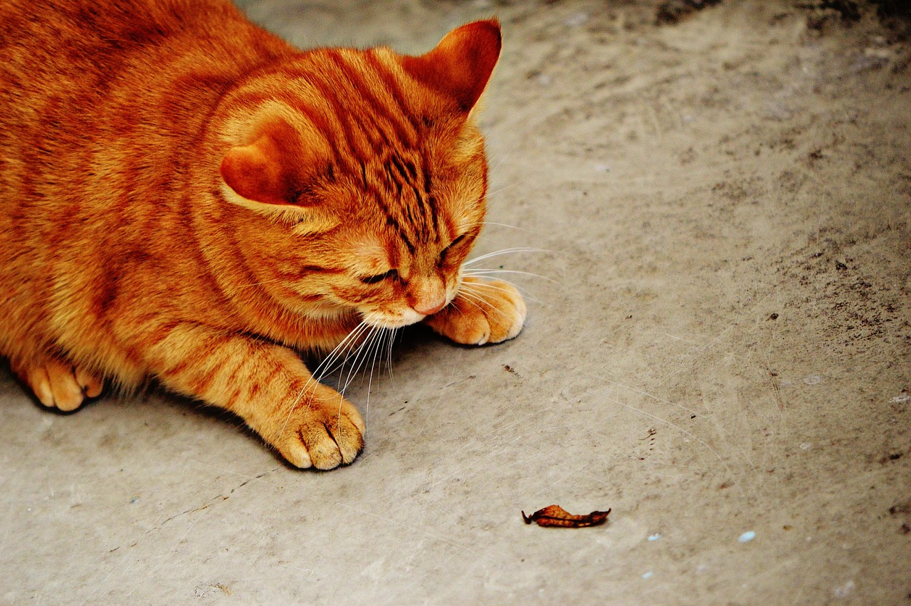 cat red cute free photo