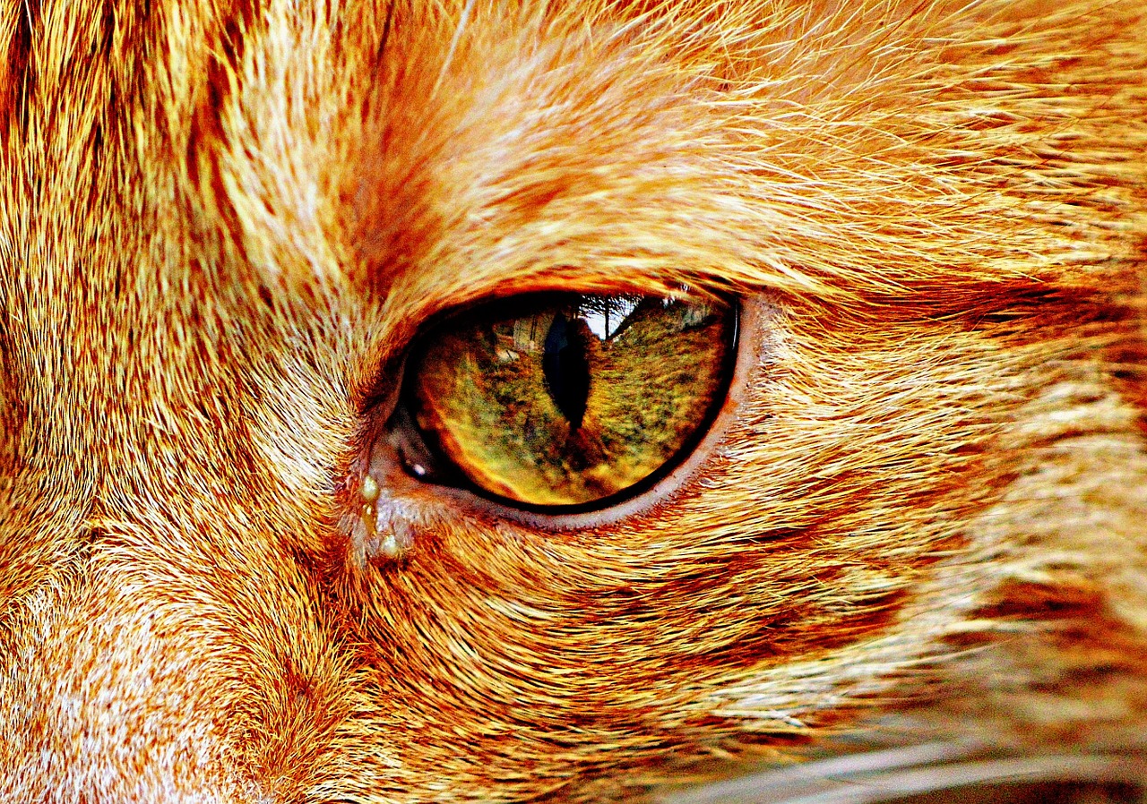 cat red cute free photo