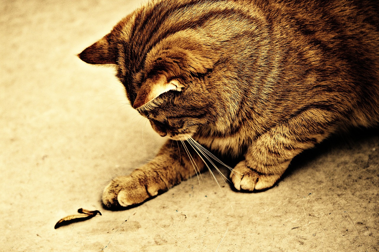 cat sepia cute free photo