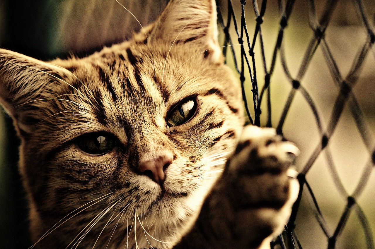 cat sepia cute free photo