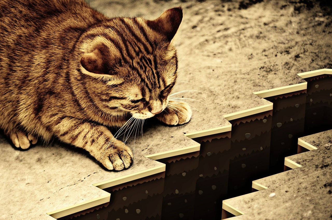 cat sepia abyss free photo