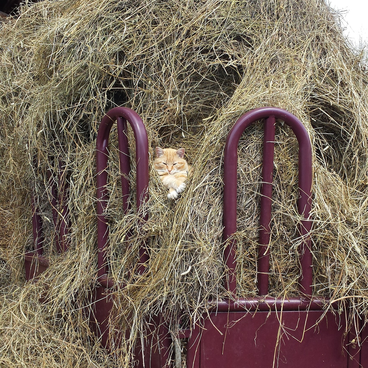 cat hay farm free photo