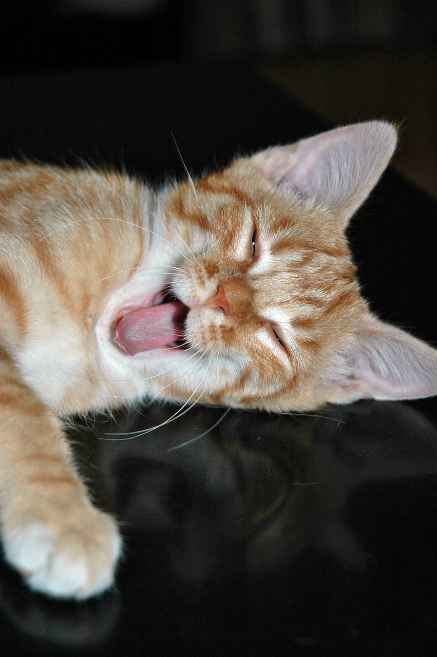 cat kitten tired free photo