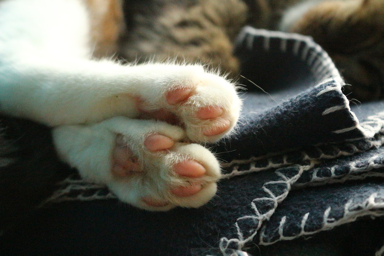 cat paws kitten free photo