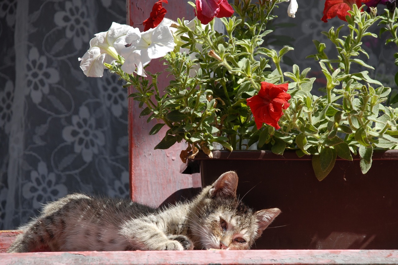 cat flower sun free photo