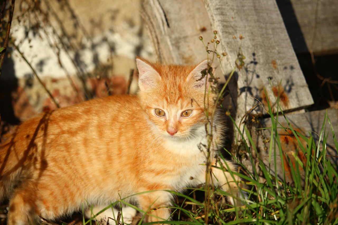 cat kitten cat baby free photo