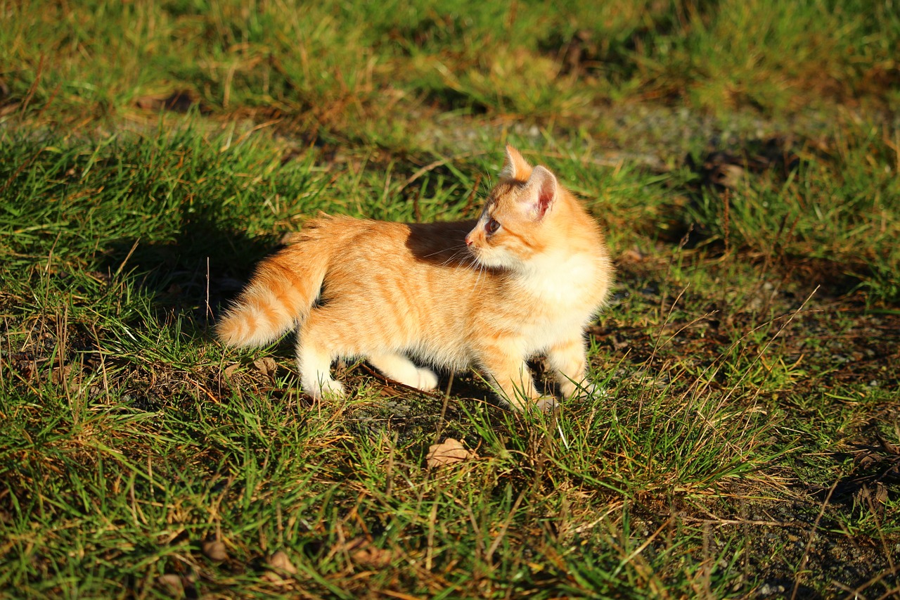 cat kitten cat baby free photo