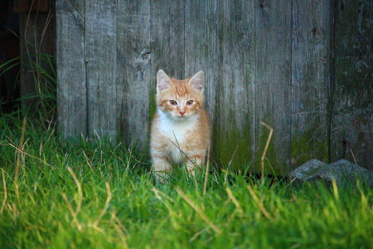 cat kitten cat baby free photo