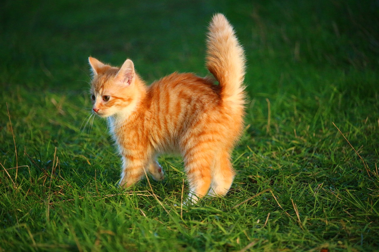 cat kitten cat baby free photo