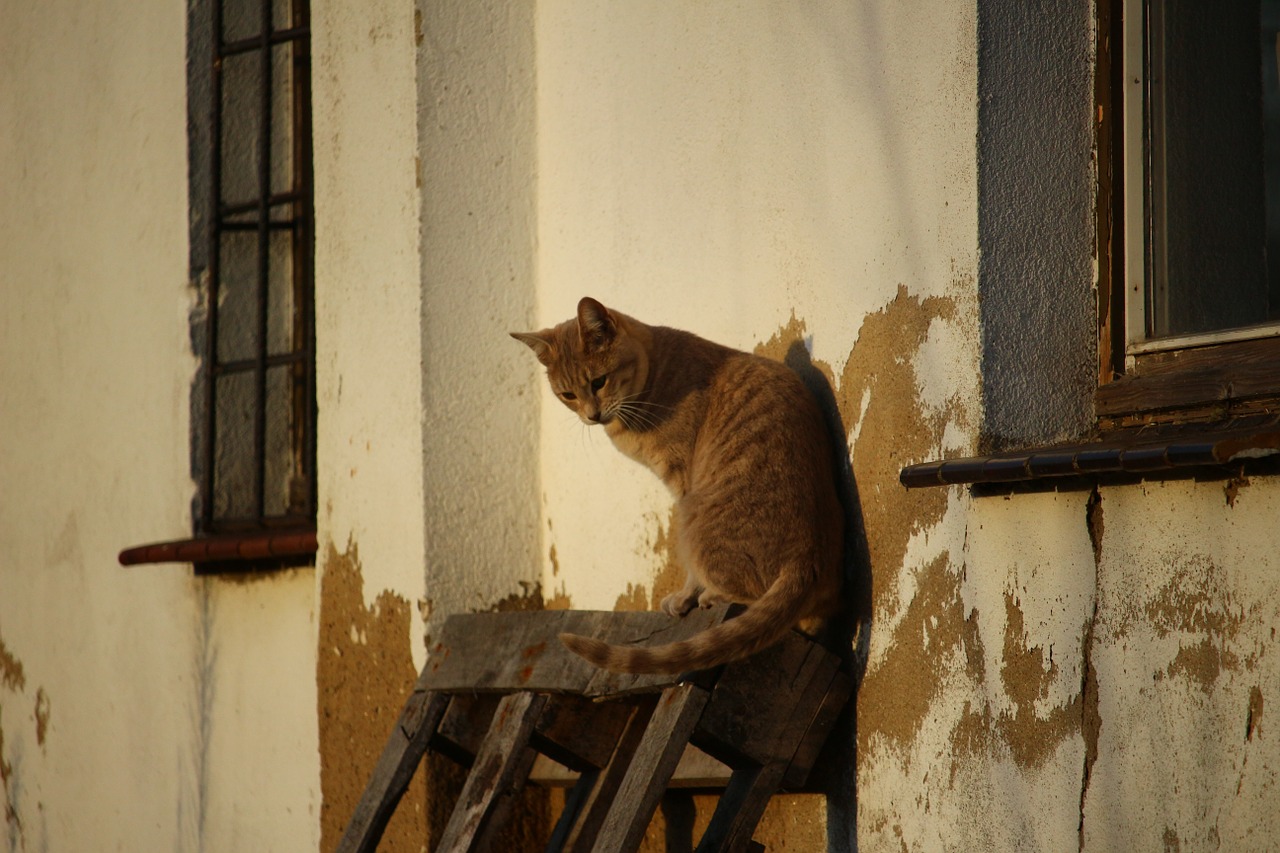 cat mackerel breed cat free photo