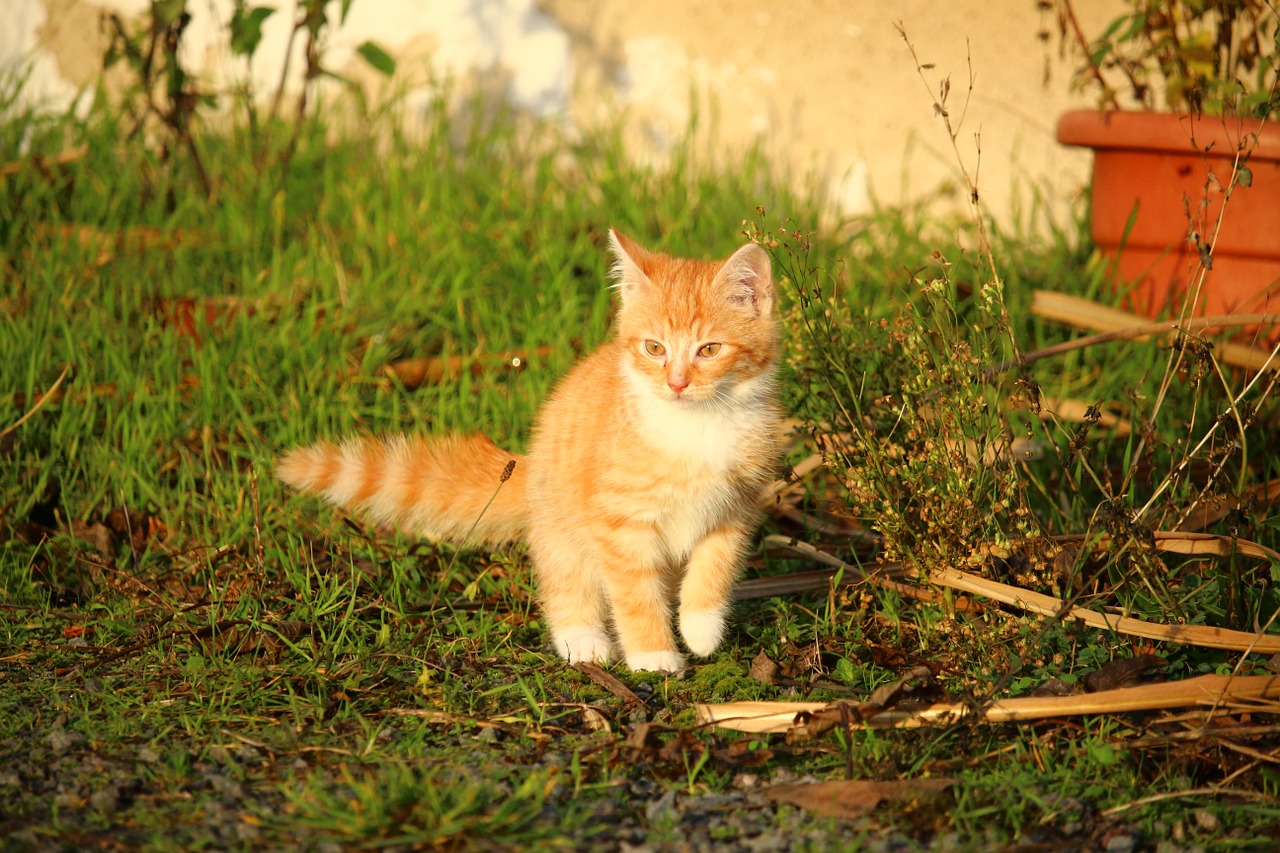 cat kitten cat baby free photo