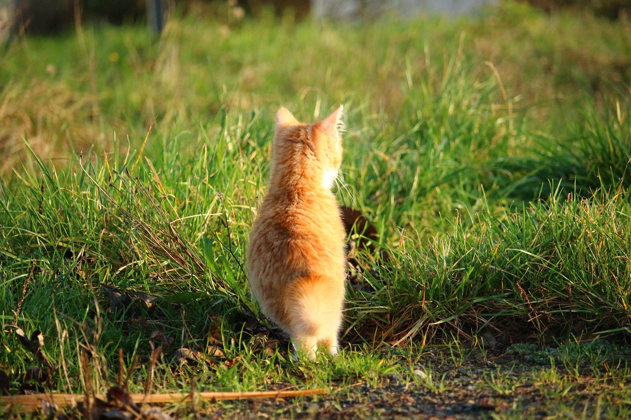 cat kitten cat baby free photo