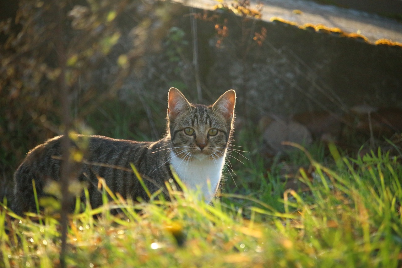 cat mackerel autumn free photo