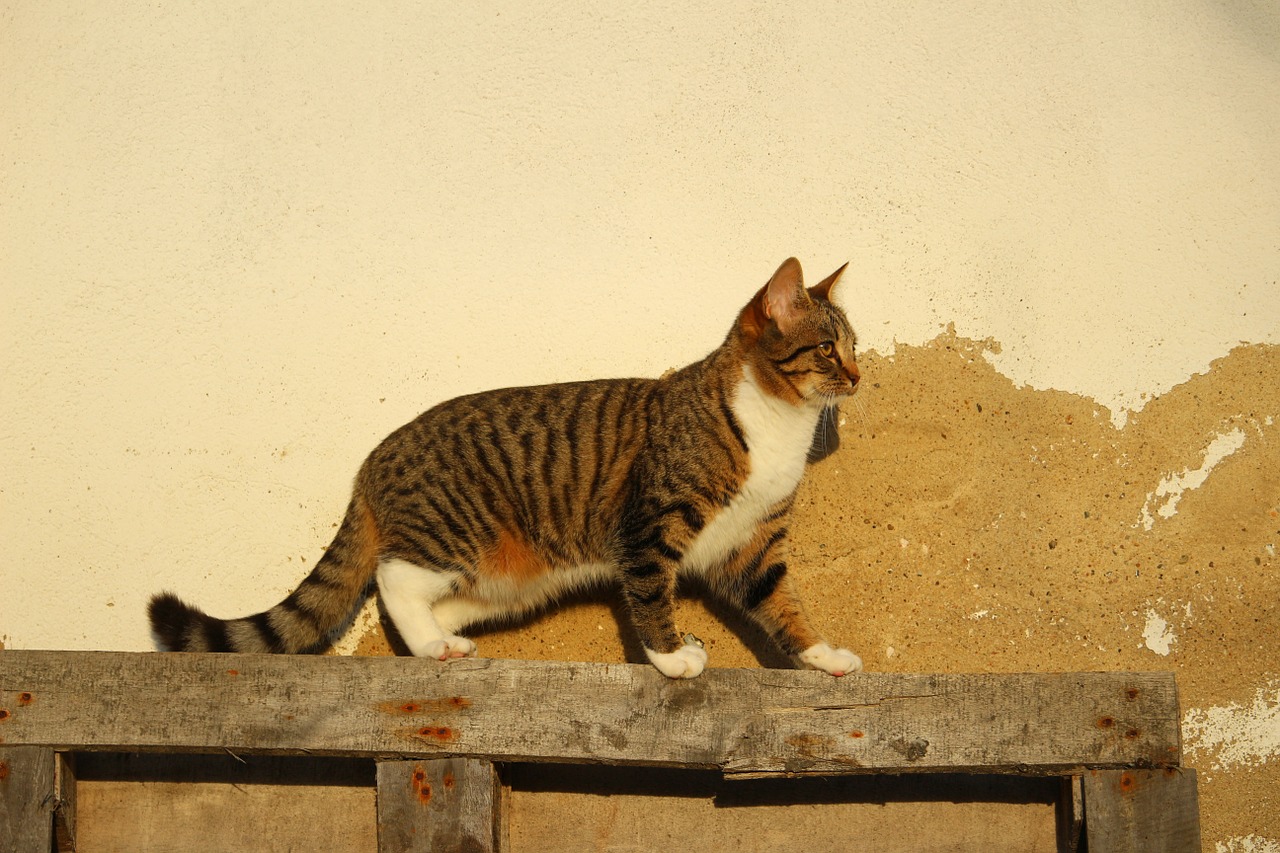 cat wall plaster free photo