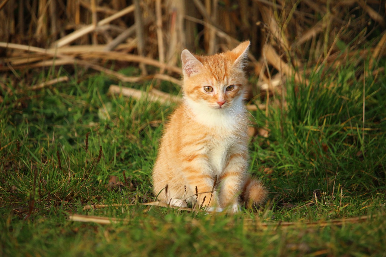 cat kitten cat baby free photo