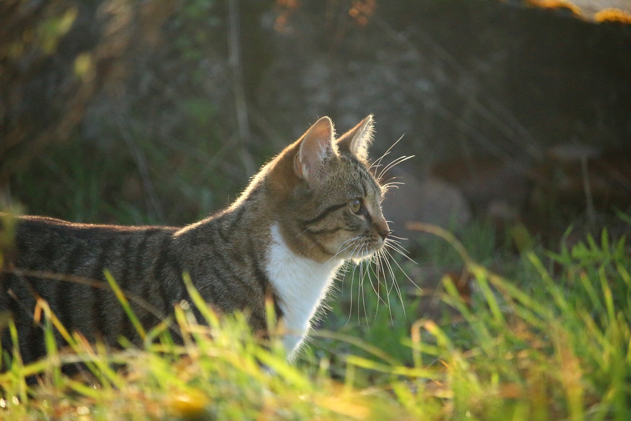 cat autumn grass free photo