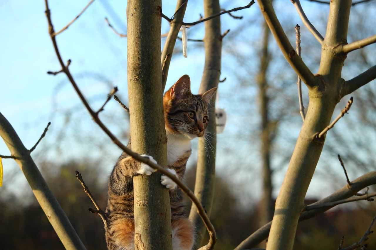 cat tree climb free photo