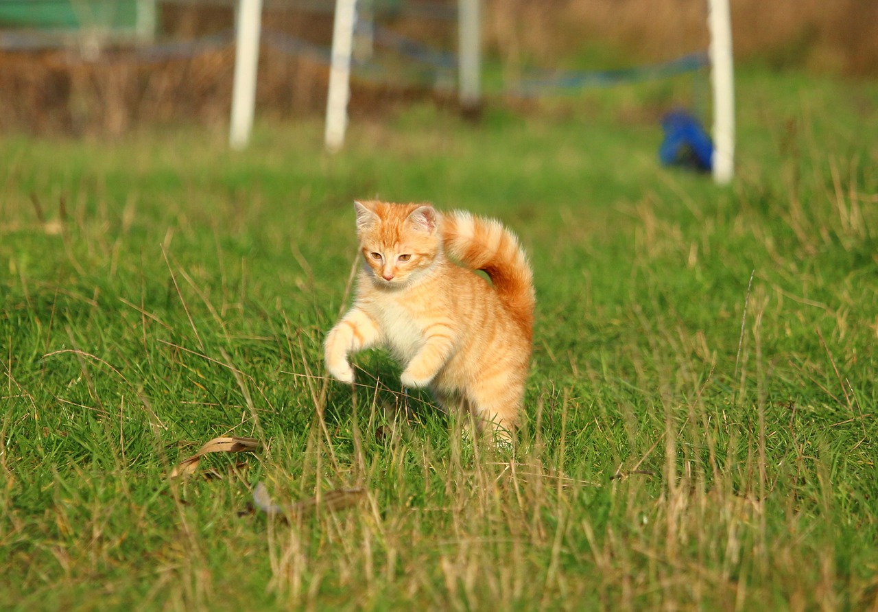 cat kitten cat baby free photo