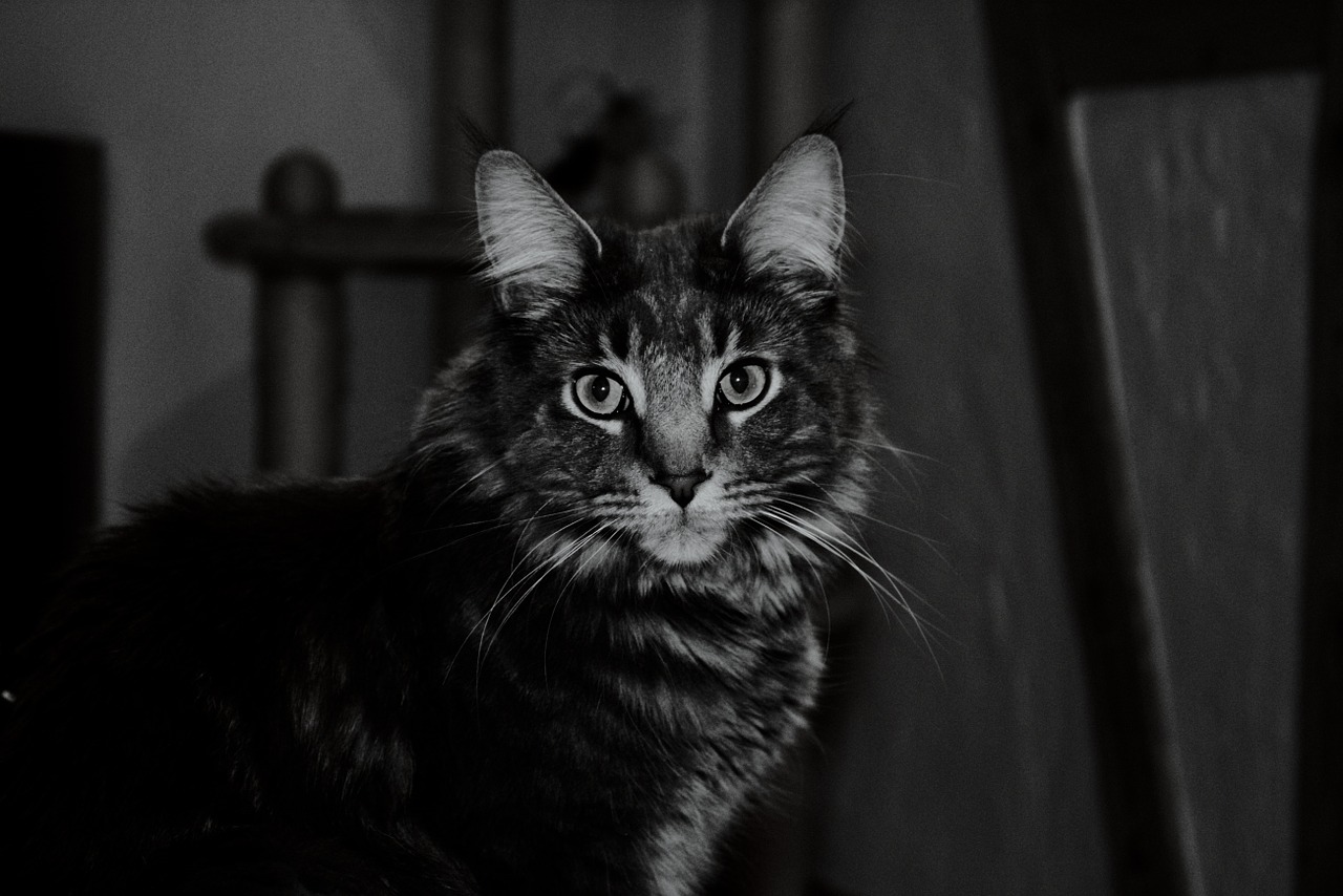cat black and white night free photo