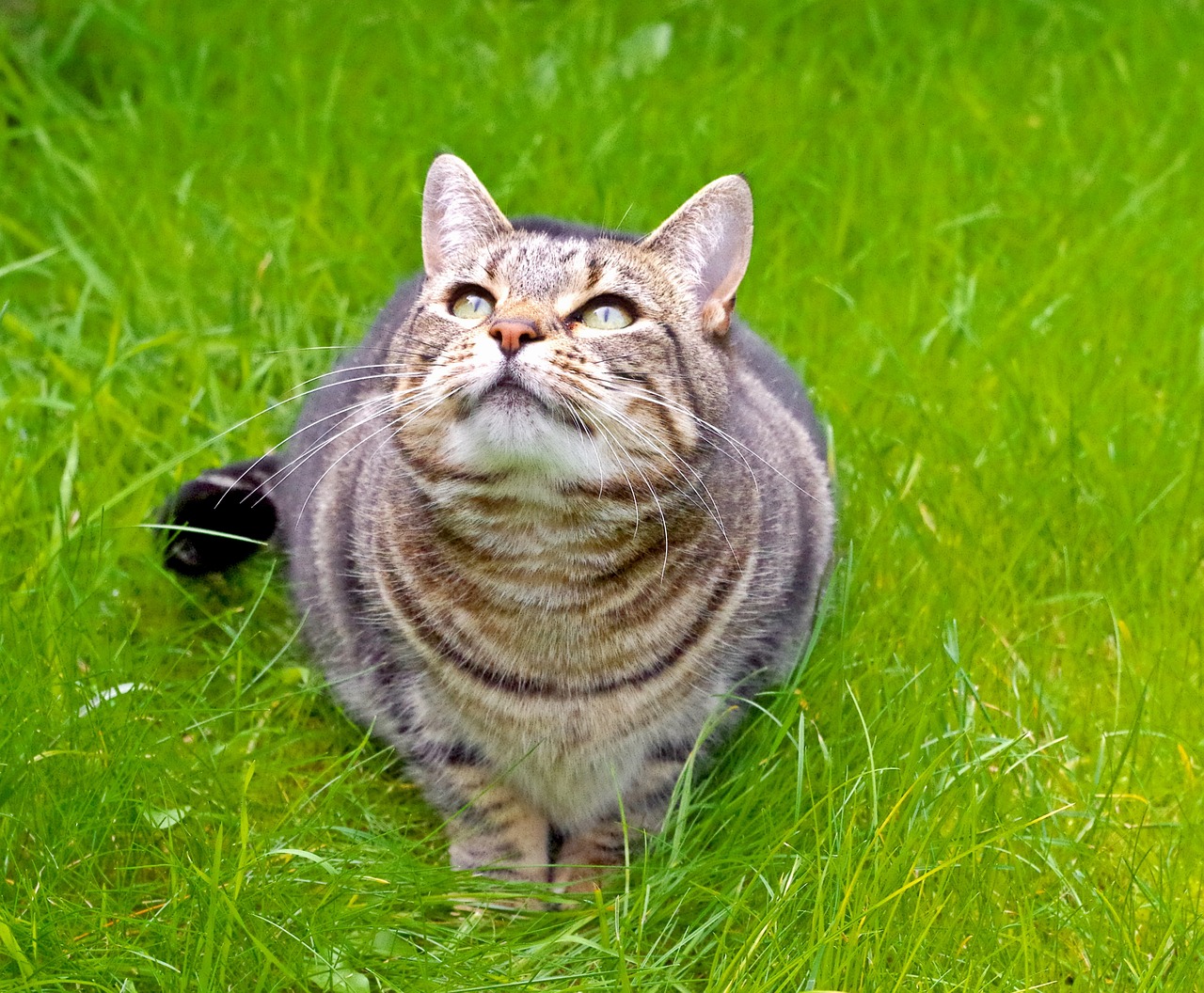 cat grass tabby free photo