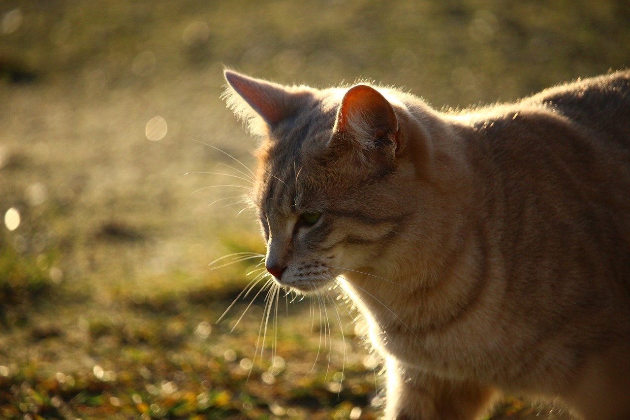 cat breed cat autumn free photo