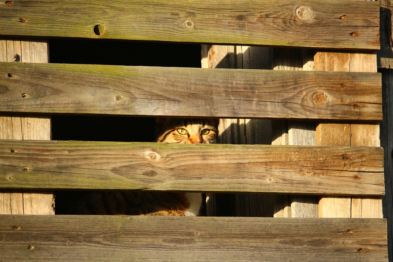 cat hiding place wooden wall free photo