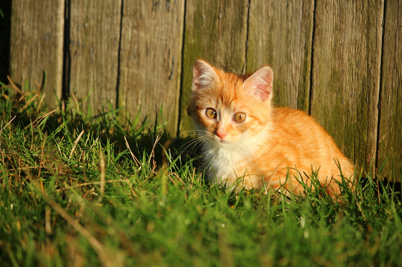 cat kitten red mackerel tabby free photo