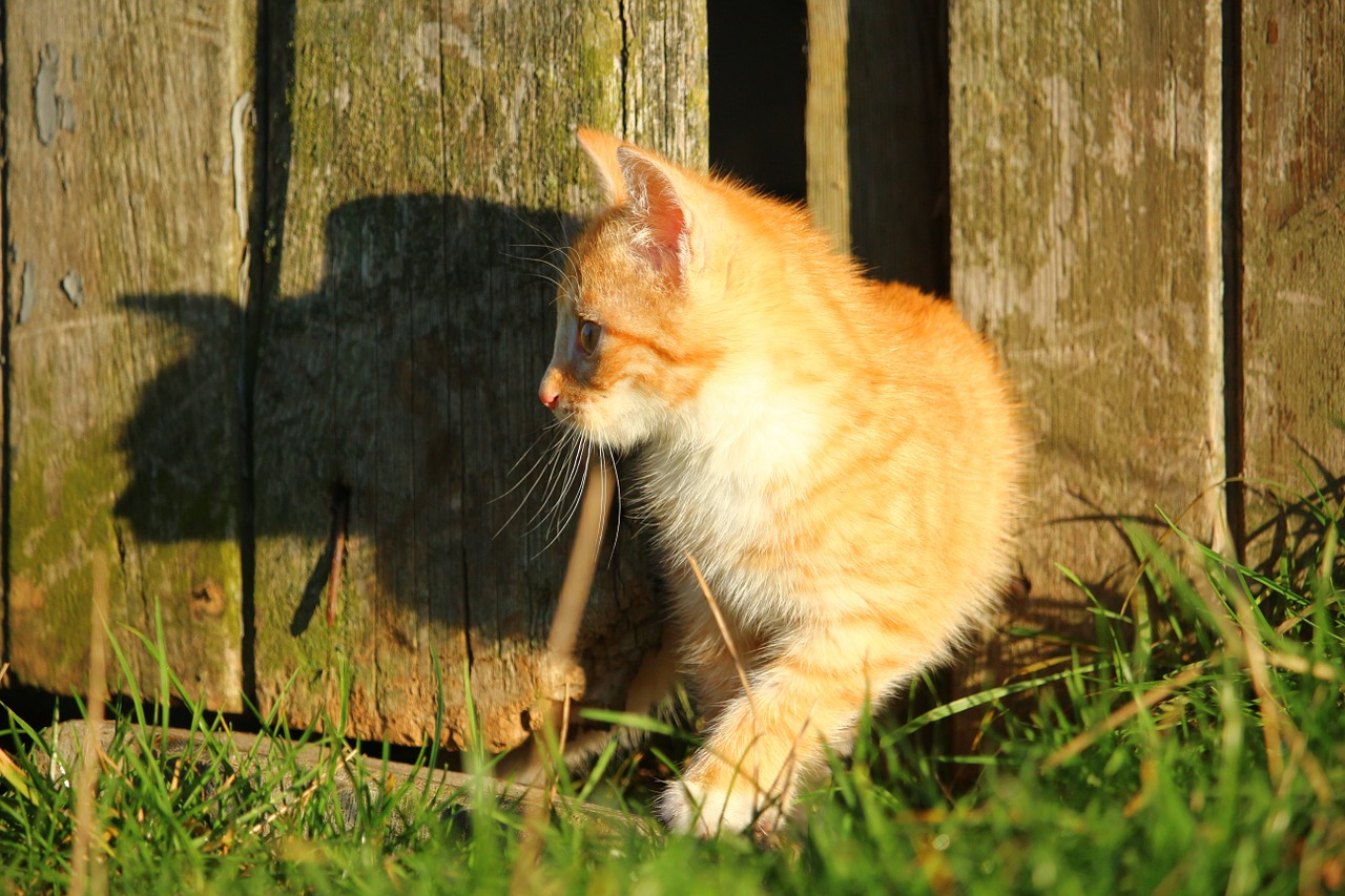 cat kitten red mackerel tabby free photo