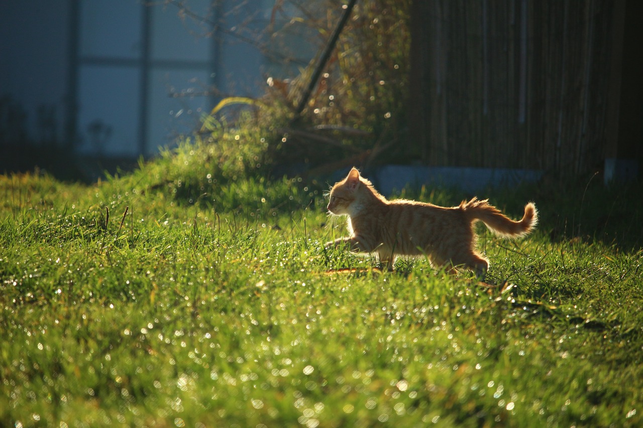 cat kitten red mackerel tabby free photo