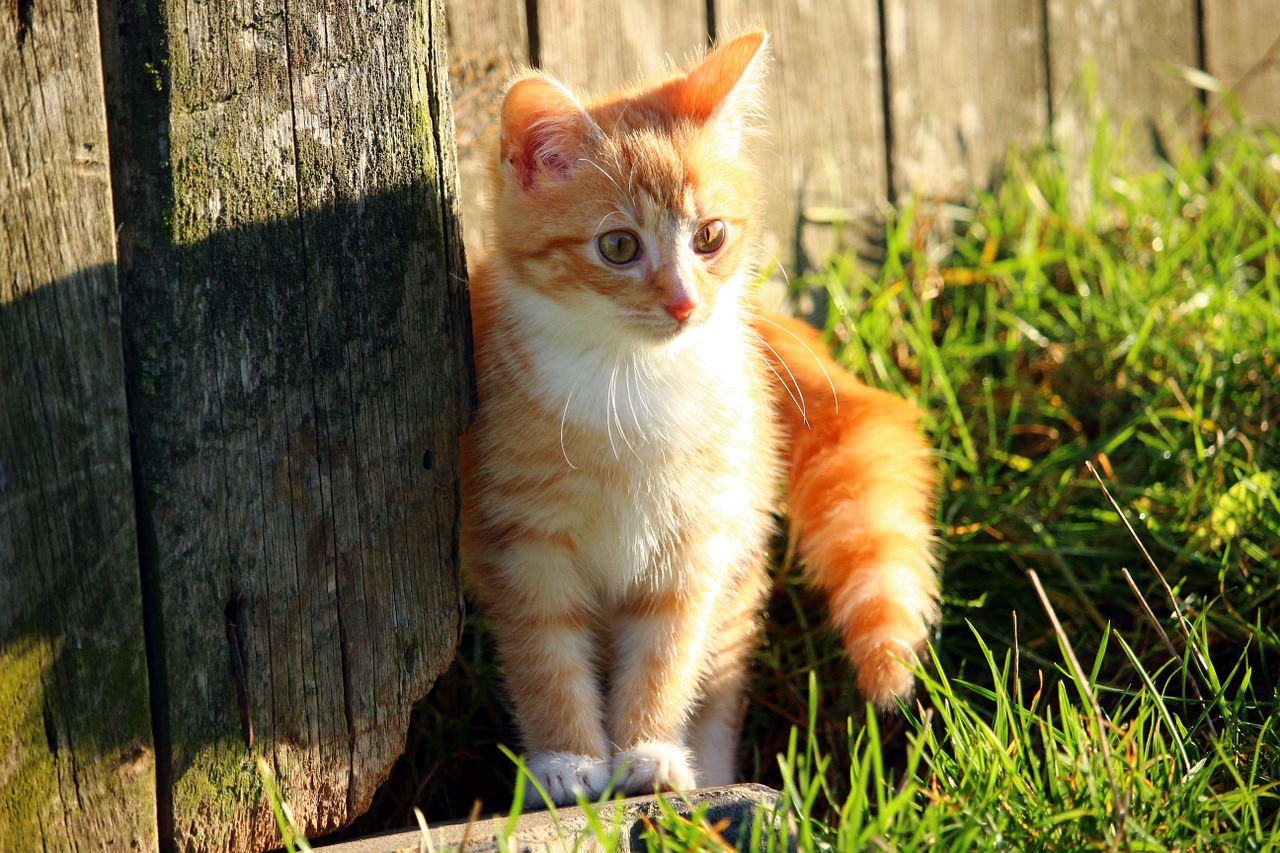 cat kitten red mackerel tabby free photo