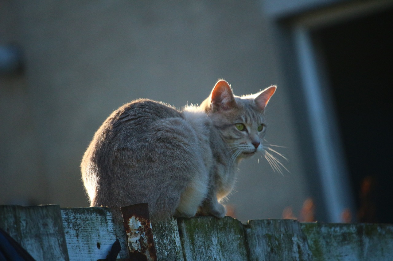 cat fence kitten free photo