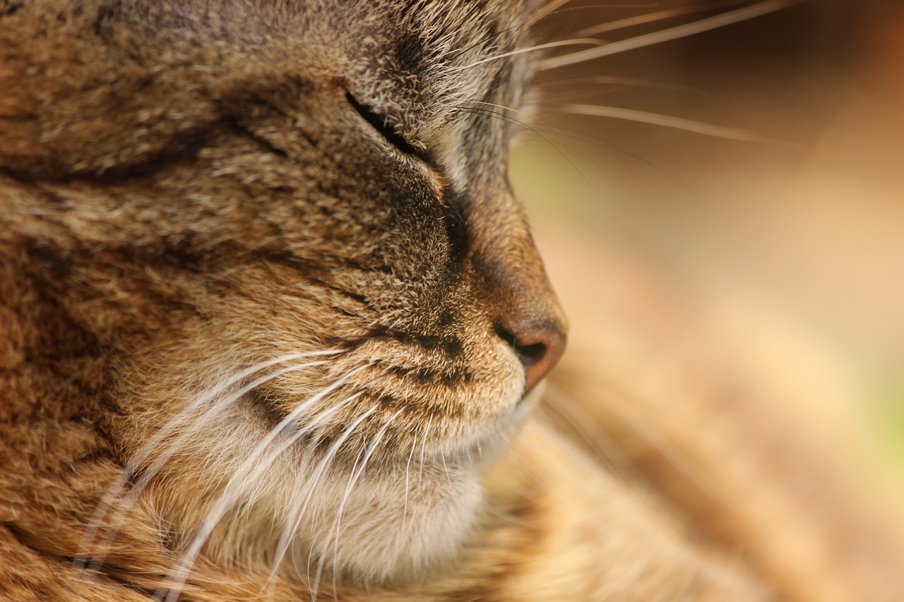 cat satisfied brown free photo