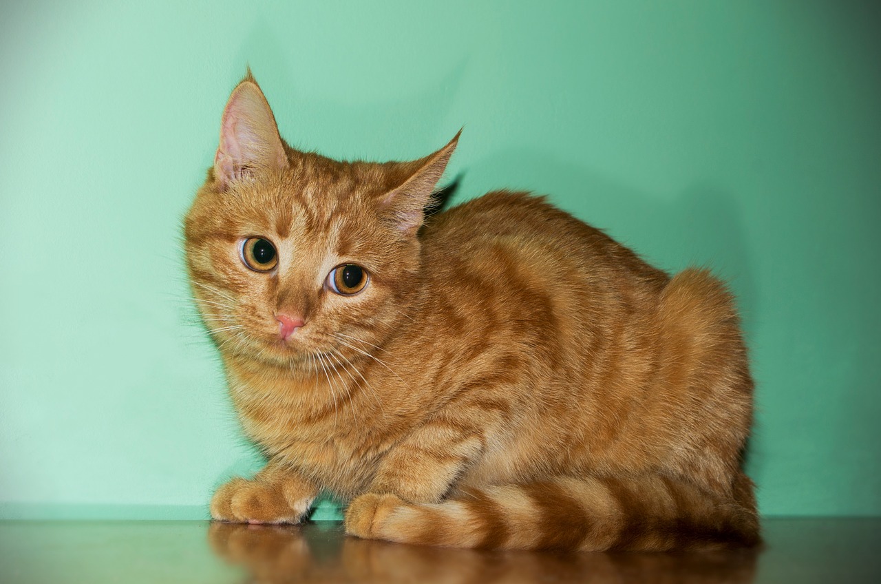 cat redhead pet free photo