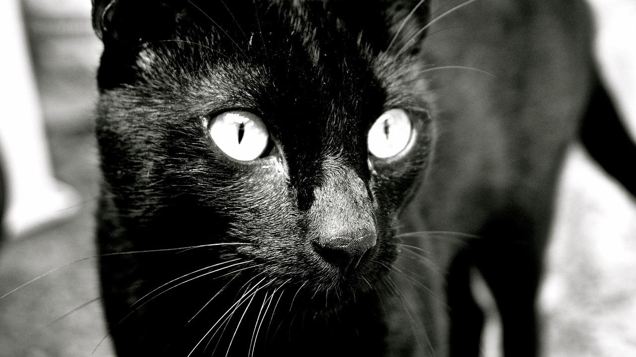 cat black cat feline free photo