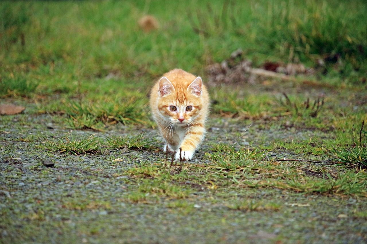 cat kitten cat baby free photo