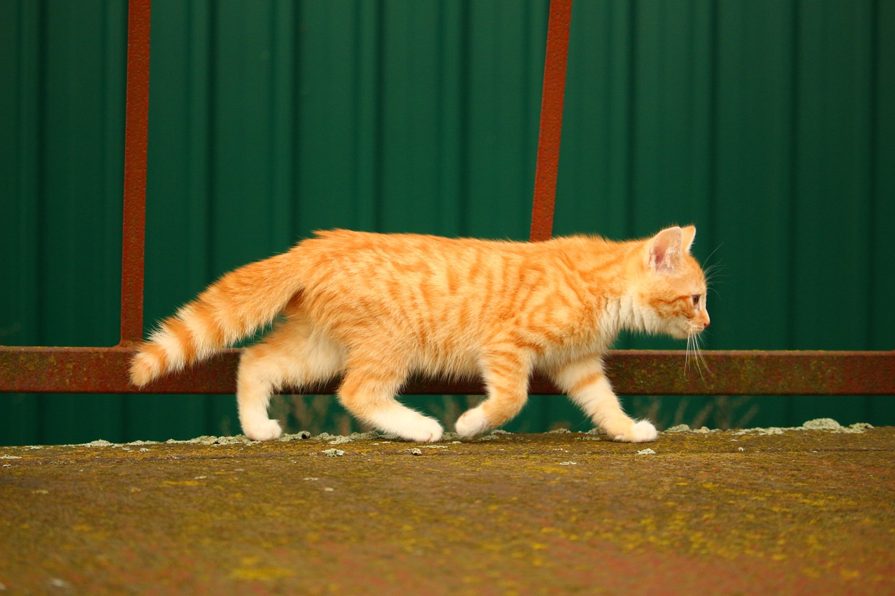 cat cat baby red mackerel tabby free photo