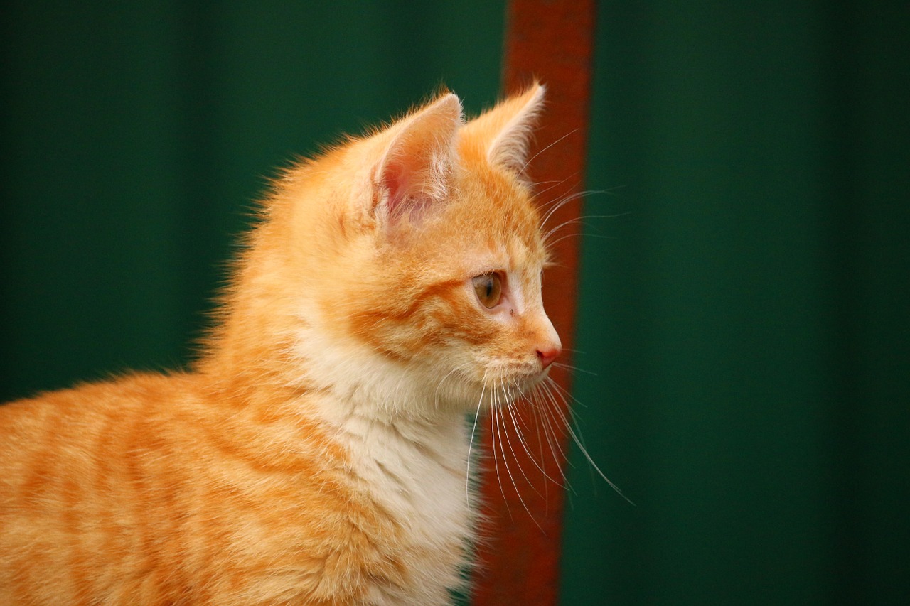 cat kitten red mackerel tabby free photo