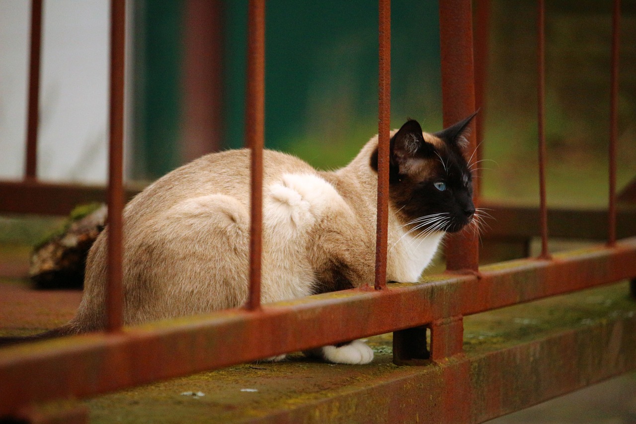 cat siam siamese cat free photo