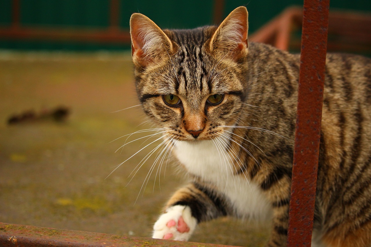 cat mackerel young cats free photo