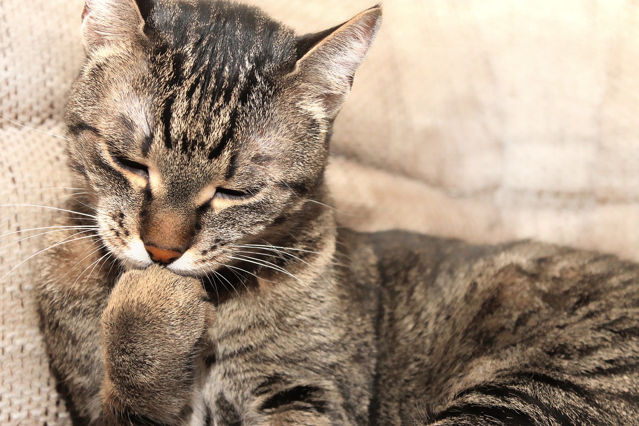 cat kitten peaceful free photo